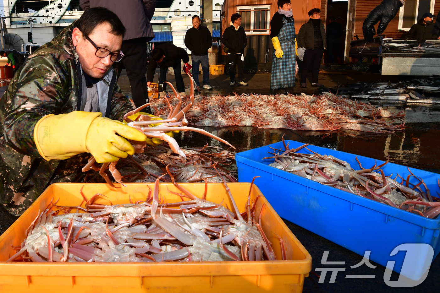 (포항=뉴스1) 최창호 기자 = 9일 오전 경북 포항시 죽도어시장 위판장에서 상인들이 대게를 정리하고 있다. 2026.3.9/뉴스1