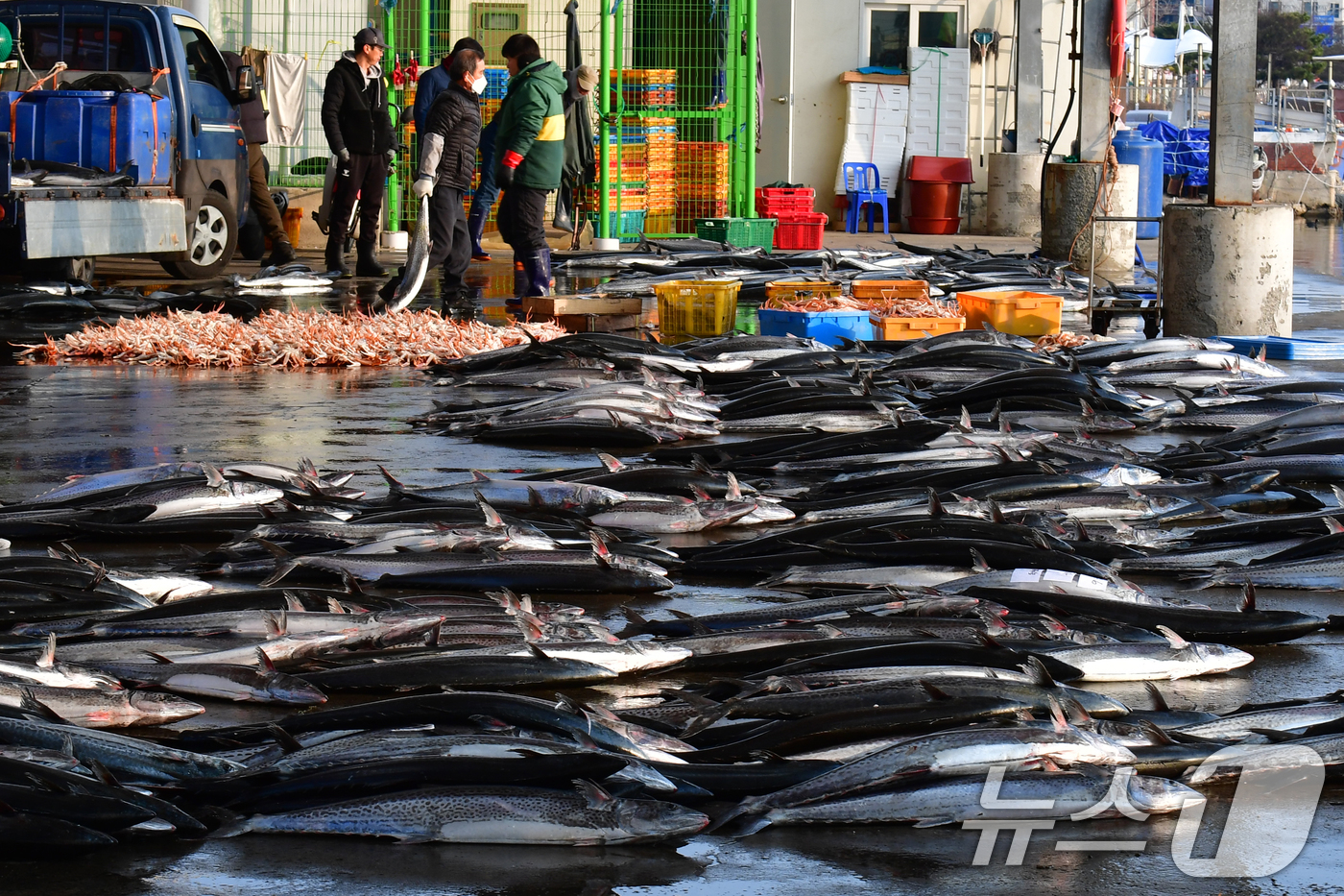 (포항=뉴스1) 최창호 기자 = 9일 오전 경북 포항시 죽도어시장 위판장에서 상인들이 대삼치를 정리하고 있다. 2026.3.9/뉴스1