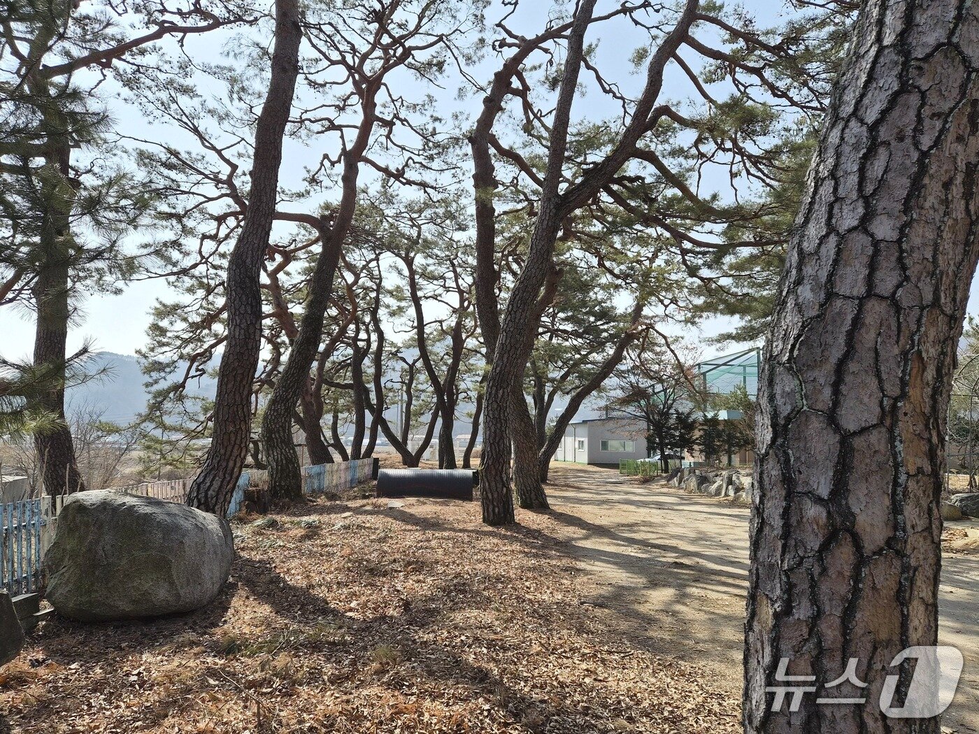 본문 이미지 - 단종이 수행 인원의 대열 정비와 간단하게 휴식을 취한 곳으로 전해지는 충북 제천시 백운면 화당리 화당초등학교 송림.2026.3.9/뉴스1 손도언 기자 