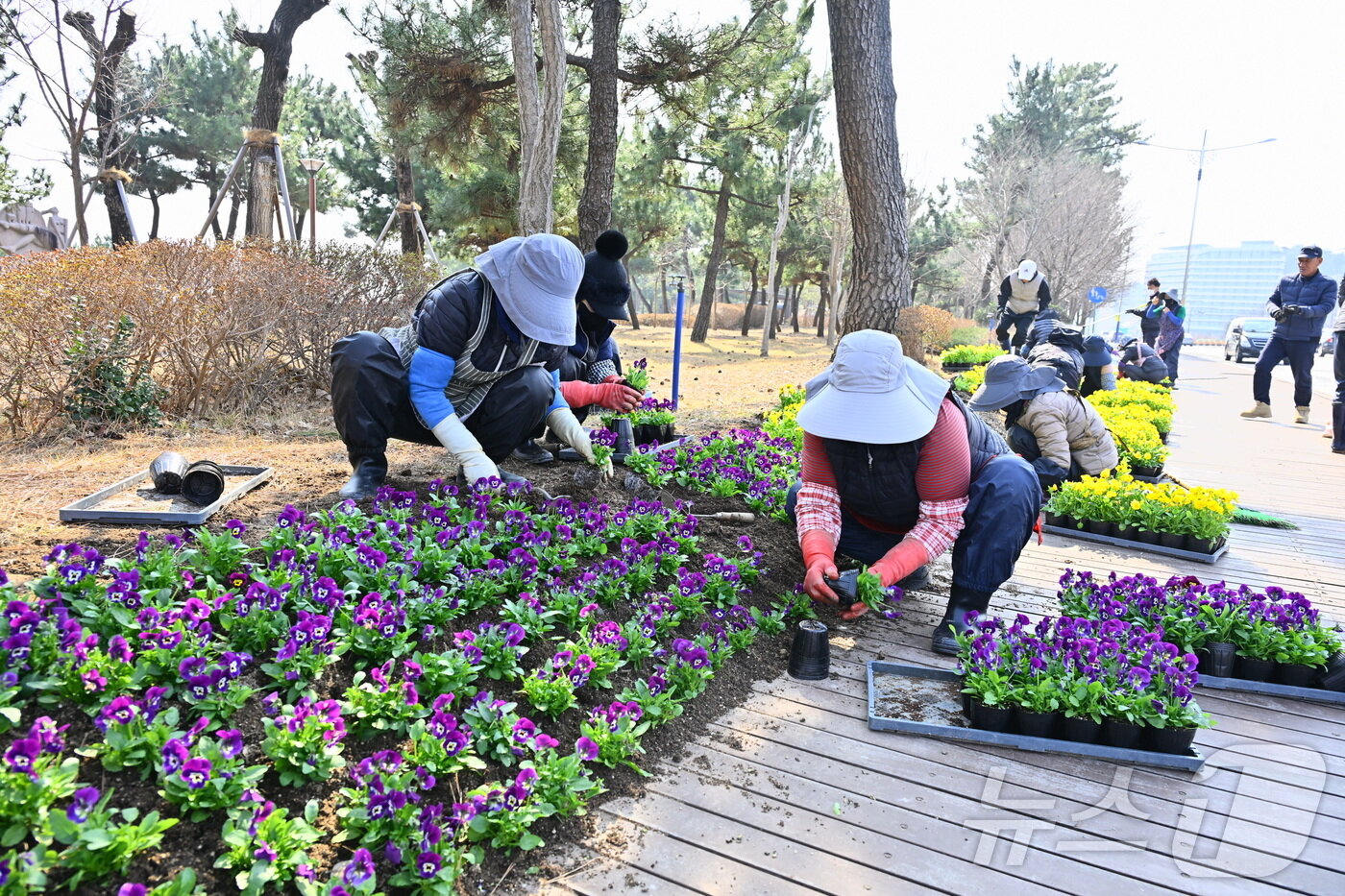 본문 이미지 - 4일 강원 속초시 설악해맞이공원 입구 일대에서 관계자들이 봄꽃을 식재하며 봄맞이 도시 경관 정비 작업을 하고 있다.(속초시 제공, 재판매 및 DB 금지) 2026.3.9/뉴스1