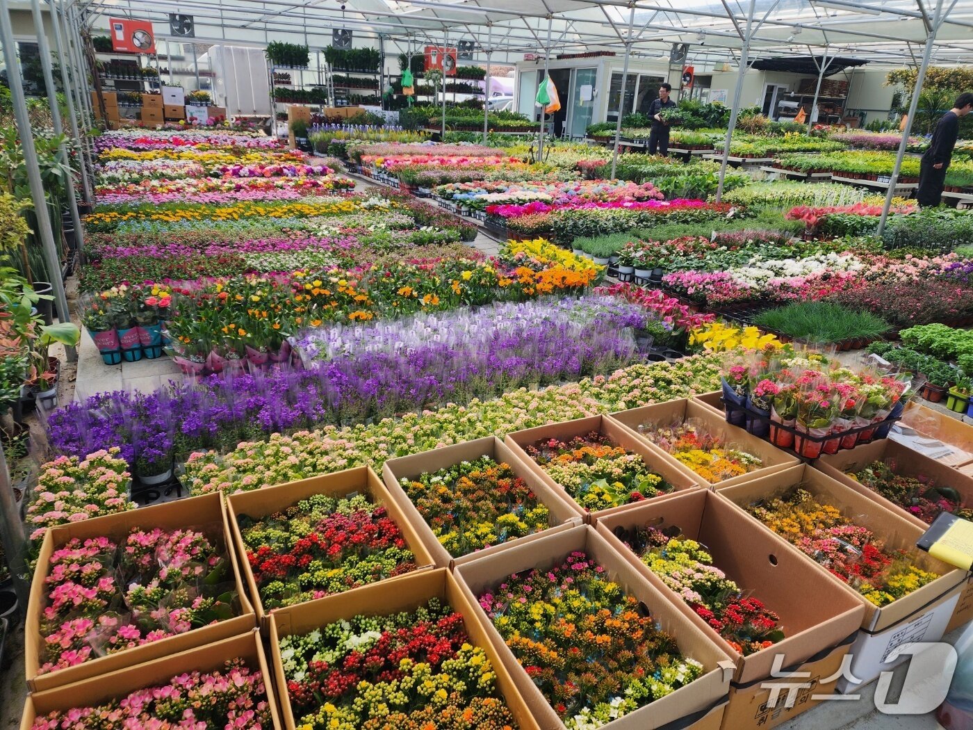 본문 이미지 - 9일 과천화훼유통센터의 모습. 2026.3.9 ⓒ 뉴스1 권진영 기자