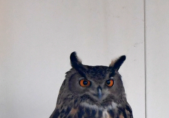 봄 외출 나온 천연기념물 수리부엉이