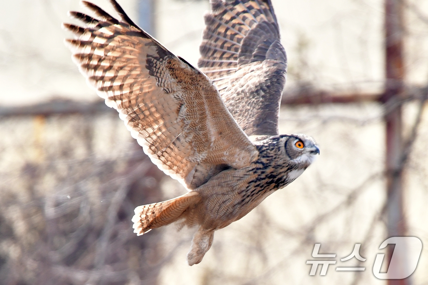 (포항=뉴스1) 최창호 기자 = 9일 경북 포항시 북구 흥해읍에서 천연기념물 324-2호인 수리부엉이가 힘차게 날아가고 있다. 2026.3.9/뉴스1