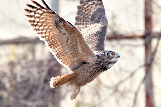 날개 펼친 천연기념물 수리부엉이
