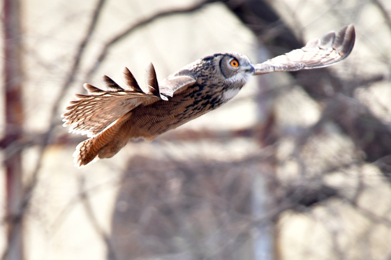 비상하는 천연기념물 수리부엉이