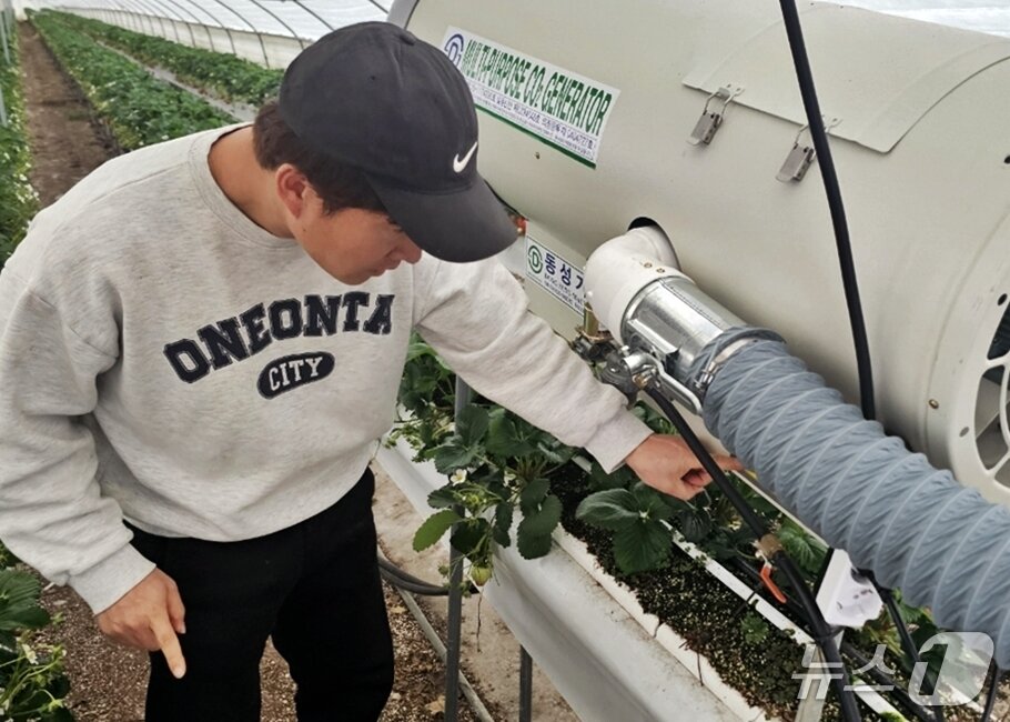 본문 이미지 - 충북 청주시 상당구 남일면 가산딸기 농장.(정회준 씨 제공. 재판매 및 DB금지)