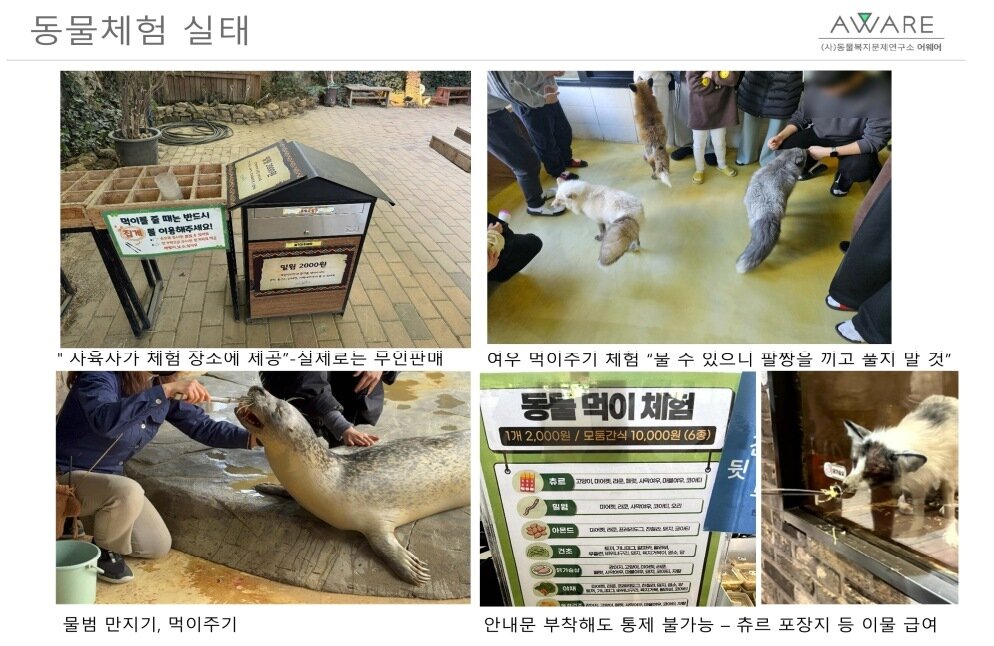 본문 이미지 - 동물복지문제연구소 어웨어가 조사한 동물체험 실태(어웨어 제공) ⓒ 뉴스1