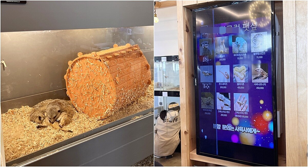 본문 이미지 - 미어캣 등을 판매용으로 포장해 전시에 활용하는 모습(왼쪽)과 자동판매기처럼 야생동물 분양을 안내하는 모습(어웨어 제공) ⓒ 뉴스1