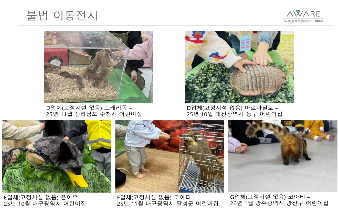 본문 이미지 - 어린이집으로 야생동물 불법 이동전시를 하는 모습(어웨어 제공) ⓒ 뉴스1