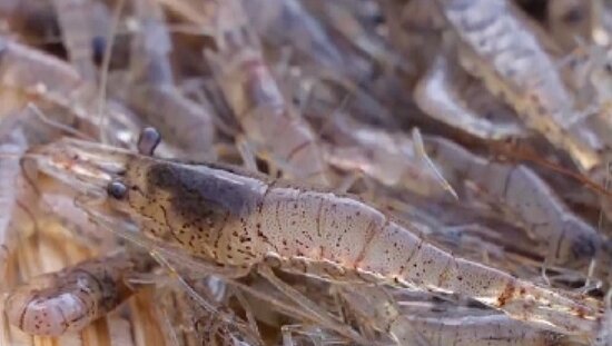 본문 이미지 - MBN, 채널S