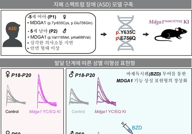 남성에게 더 흔한 자폐증 원인 찾았다…DGIST 연구단 규명