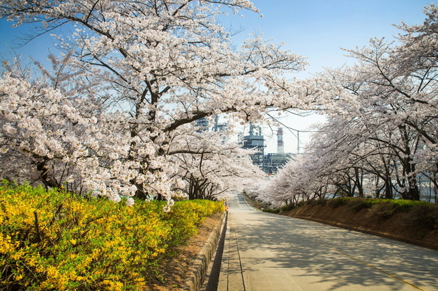 SK인천석유화학, 벚꽃동산 7~12일 개방…대중교통 이용 당부