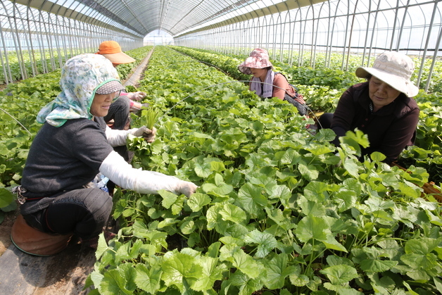 '봄의 전령사' 양구 명품 곰취, 전국 식탁 공략 나선다