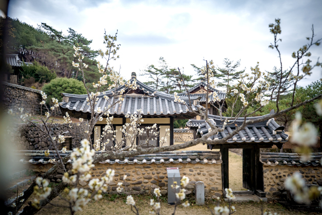 국학진흥원, 식목일 맞아 '마음의 식목' 인문학 가치 강조