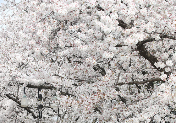 63일 앞으로 다가온 '6·3 지방선거'