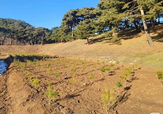 제천시, '수령 300년' 노송 후계목 10그루 이식