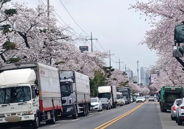 광주 도심 곳곳에 벚꽃 만개…주말 비 예보 '변수'