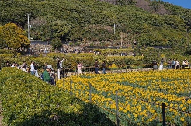 거제시, '수선화 명소' 공곶이 경관 관리 3년 연장
