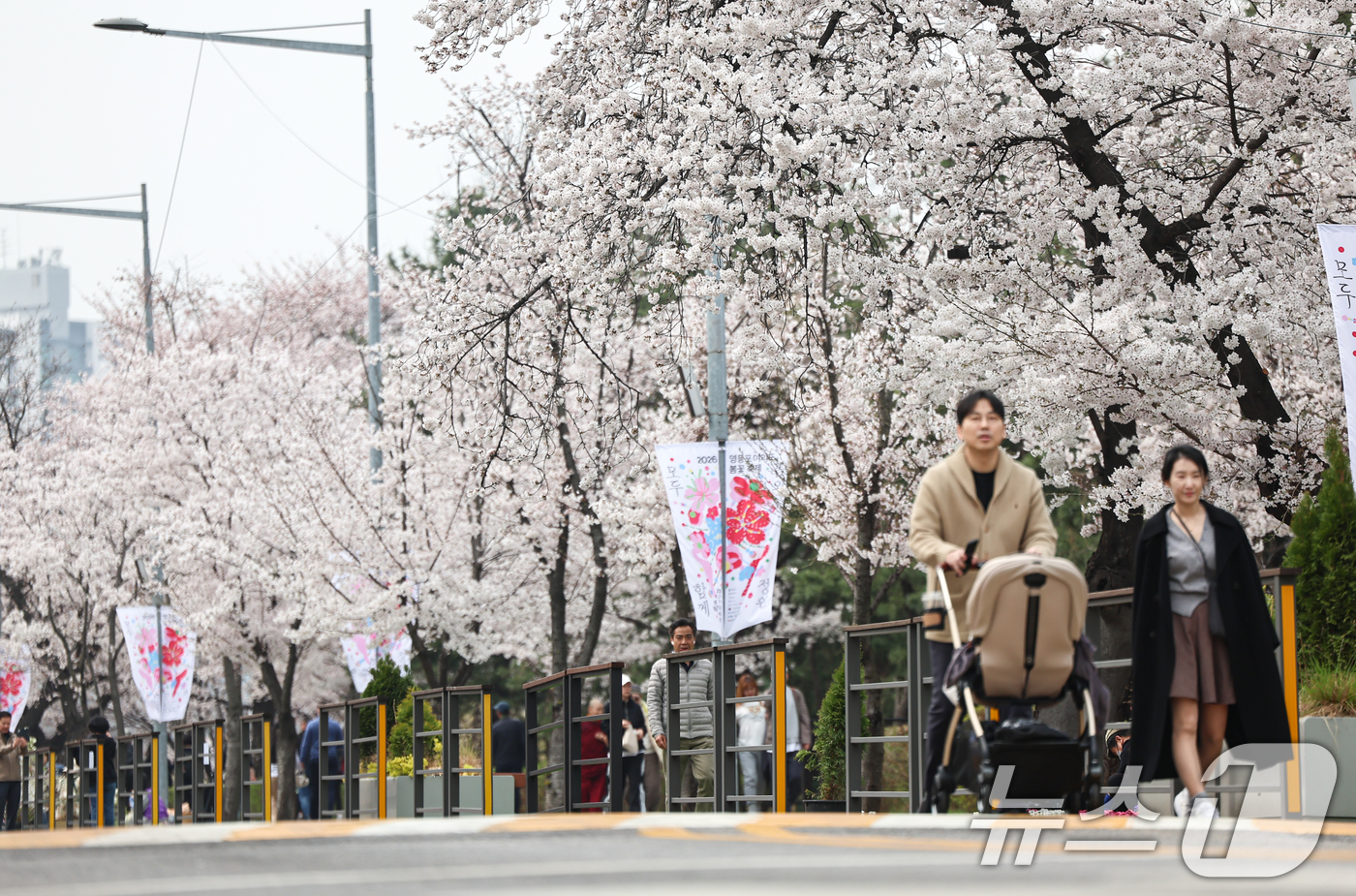 (서울=뉴스1) 김도우 기자 = 1일 오후 서울 여의도 윤중로 벚꽃길에서 시민들이 활짝 핀 벚꽃을 즐기고 있다.윤중로 벚꽃길은 이날부터 여의도 봄꽃축제를 위해 8일까지 교통이 전면 …