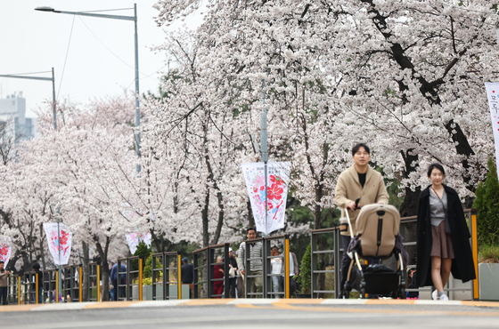 윤중로는 하얀 벚꽃세상