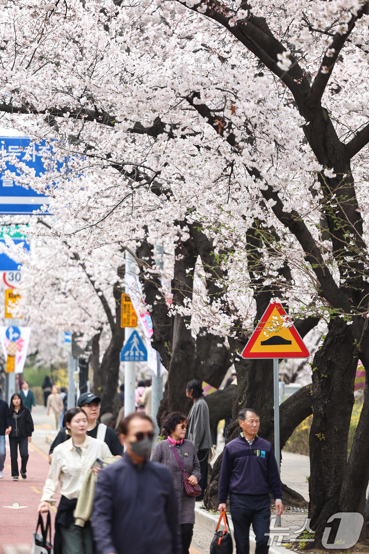(서울=뉴스1) 김도우 기자 = 1일 오후 서울 여의도 윤중로 벚꽃길에서 시민들이 활짝 핀 벚꽃을 즐기고 있다.윤중로 벚꽃길은 이날부터 여의도 봄꽃축제를 위해 8일까지 교통이 전면 …