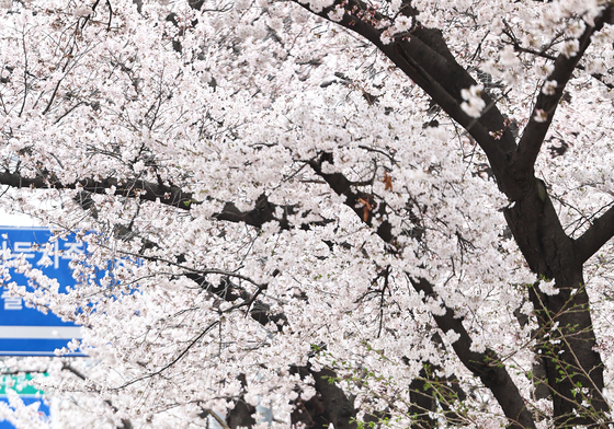 윤중로 벚꽃 만개