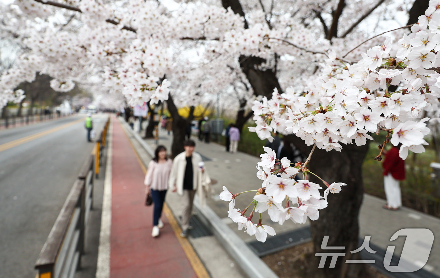 (서울=뉴스1) 김도우 기자 = 1일 오후 서울 여의도 윤중로 벚꽃길에서 시민들이 활짝 핀 벚꽃을 즐기고 있다.윤중로 벚꽃길은 이날부터 여의도 봄꽃축제를 위해 8일까지 교통이 전면 …