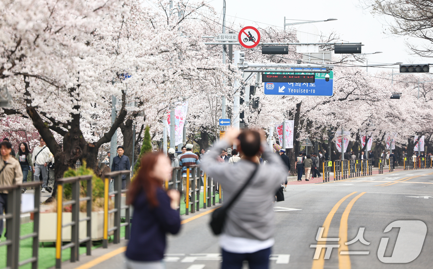 (서울=뉴스1) 김도우 기자 = 1일 오후 서울 여의도 윤중로 벚꽃길에서 시민들이 활짝 핀 벚꽃을 즐기고 있다.윤중로 벚꽃길은 이날부터 여의도 봄꽃축제를 위해 8일까지 교통이 전면 …
