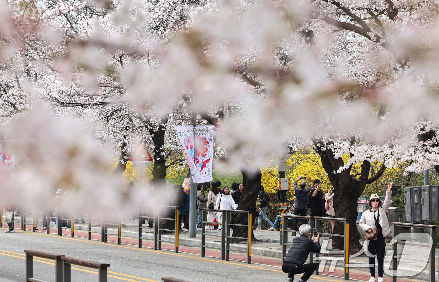 (서울=뉴스1) 김도우 기자 = 1일 오후 서울 여의도 윤중로 벚꽃길에서 시민들이 활짝 핀 벚꽃을 즐기고 있다.윤중로 벚꽃길은 이날부터 여의도 봄꽃축제를 위해 8일까지 교통이 전면 …