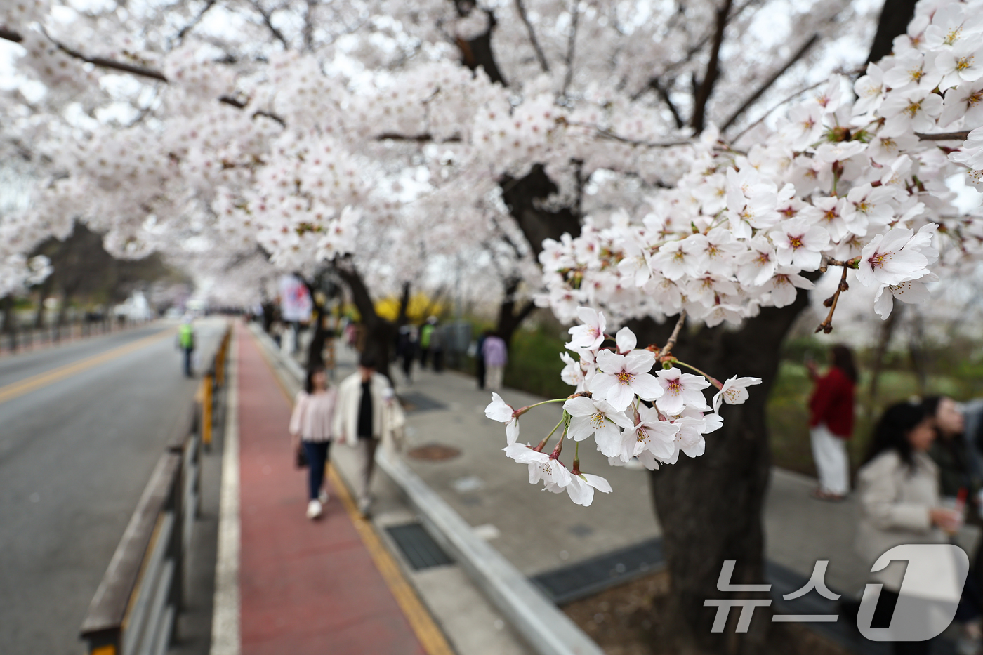 (서울=뉴스1) 김도우 기자 = 1일 오후 서울 여의도 윤중로 벚꽃길에서 시민들이 활짝 핀 벚꽃을 즐기고 있다.윤중로 벚꽃길은 이날부터 여의도 봄꽃축제를 위해 8일까지 교통이 전면 …