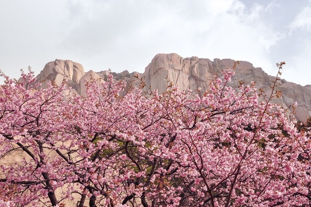 설악산·영랑호 수놓는 벚꽃 시즌…카시아 속초 '미식 콘텐츠' 눈길