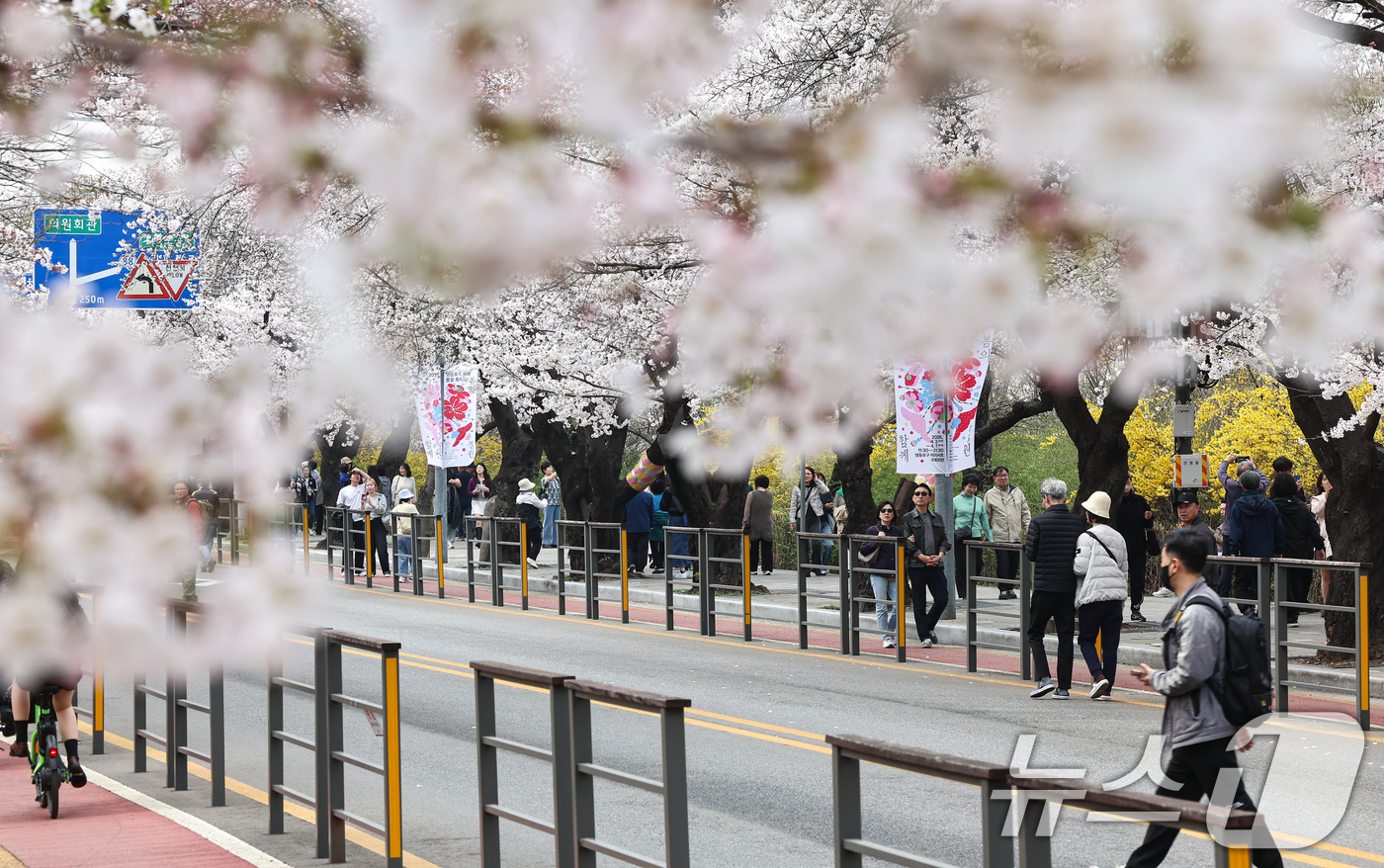 (서울=뉴스1) 김도우 기자 = 1일 오후 서울 여의도 윤중로 벚꽃길에서 시민들이 활짝 핀 벚꽃을 즐기고 있다.윤중로 벚꽃길은 이날부터 여의도 봄꽃축제를 위해 8일까지 교통이 전면 …