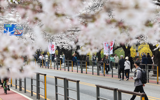 돌아온 벚꽃의 계절