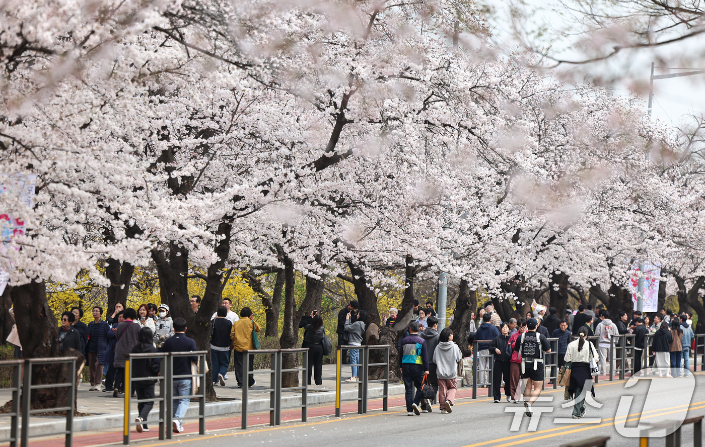 (서울=뉴스1) 김도우 기자 = 1일 오후 서울 여의도 윤중로 벚꽃길에서 시민들이 활짝 핀 벚꽃을 즐기고 있다.윤중로 벚꽃길은 이날부터 여의도 봄꽃축제를 위해 8일까지 교통이 전면 …
