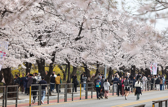 윤중로는 분홍 물결