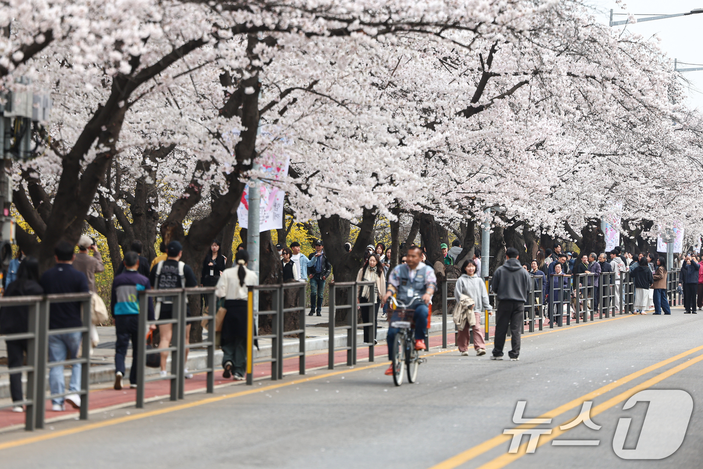 (서울=뉴스1) 김도우 기자 = 1일 오후 서울 여의도 윤중로 벚꽃길에서 시민들이 활짝 핀 벚꽃을 즐기고 있다.윤중로 벚꽃길은 이날부터 여의도 봄꽃축제를 위해 8일까지 교통이 전면 …