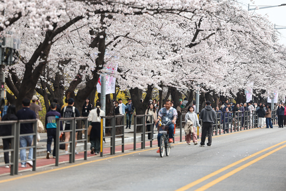 윤중로는 분홍 물결