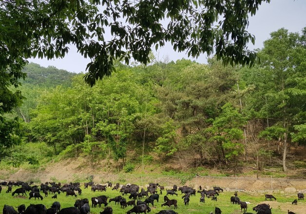 임실군, 염소 농가 지원사업 추진…"시설 현대화·체계적 혈통관리"