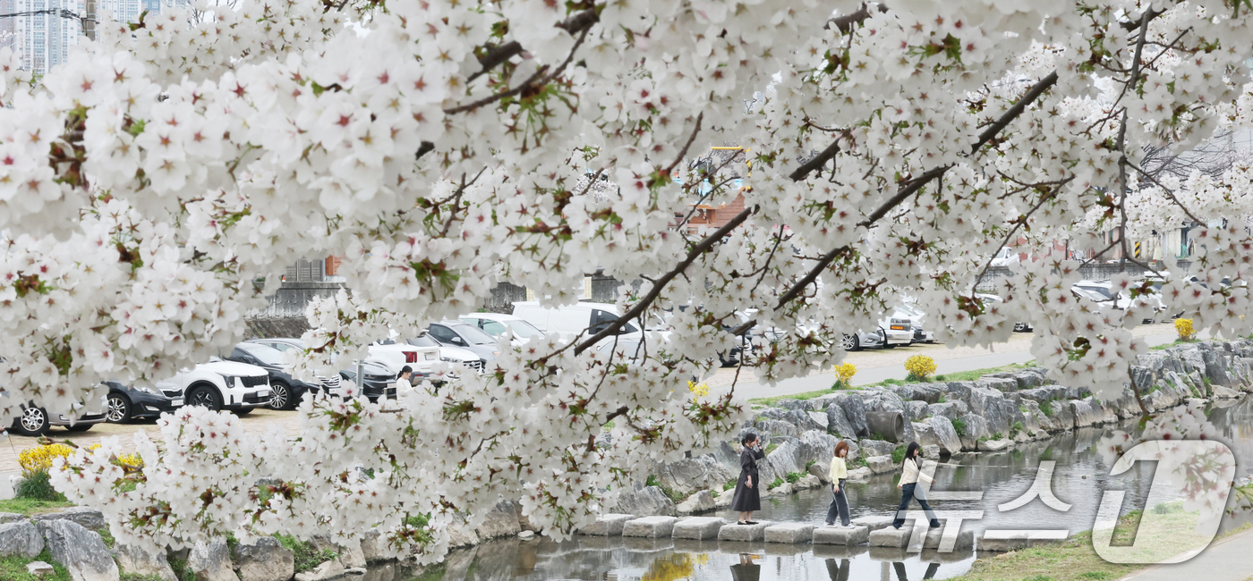 (대전=뉴스1) 김기태 기자 = 완연한 봄 날씨를 보인 1일 오전 대전 동구 신안동 대동천변에 벚꽃이 만개해 있다.  2026.4.1/뉴스1