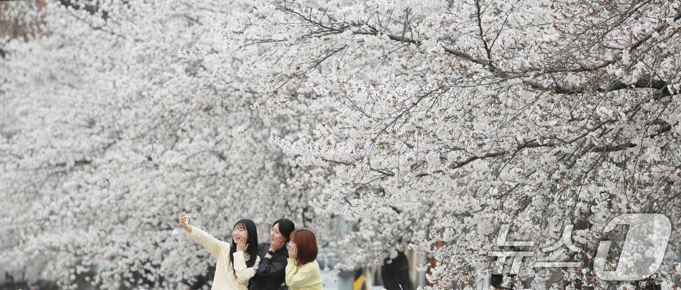 (대전=뉴스1) 김기태 기자 = 완연한 봄 날씨를 보인 1일 오전 대전 동구 신안동 대동천변에 벚꽃이 만개해 있다.  2026.4.1/뉴스1