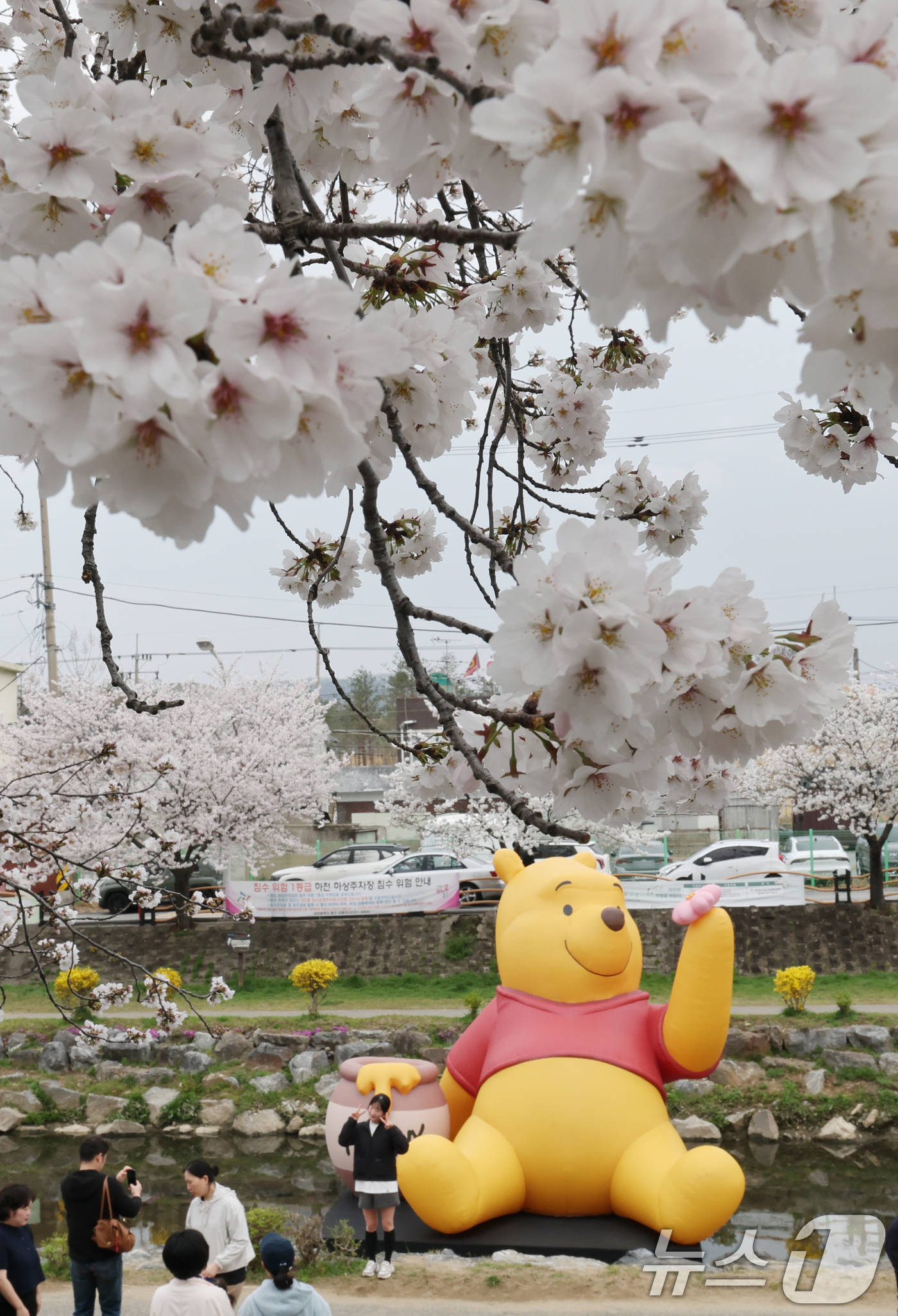 (대전=뉴스1) 김기태 기자 = 완연한 봄 날씨를 보인 1일 오전 대전 동구 대동천변에 벚꽃이 만개해 있다. 월트디즈니 컴퍼니 코리아는 대동천에 곰돌이 푸 100주년을 맞아 팝업스 …