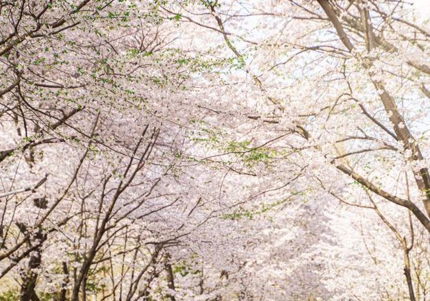 근현대 명소부터 섬까지…지루할 틈 없는 인천 '벚꽃 지도'