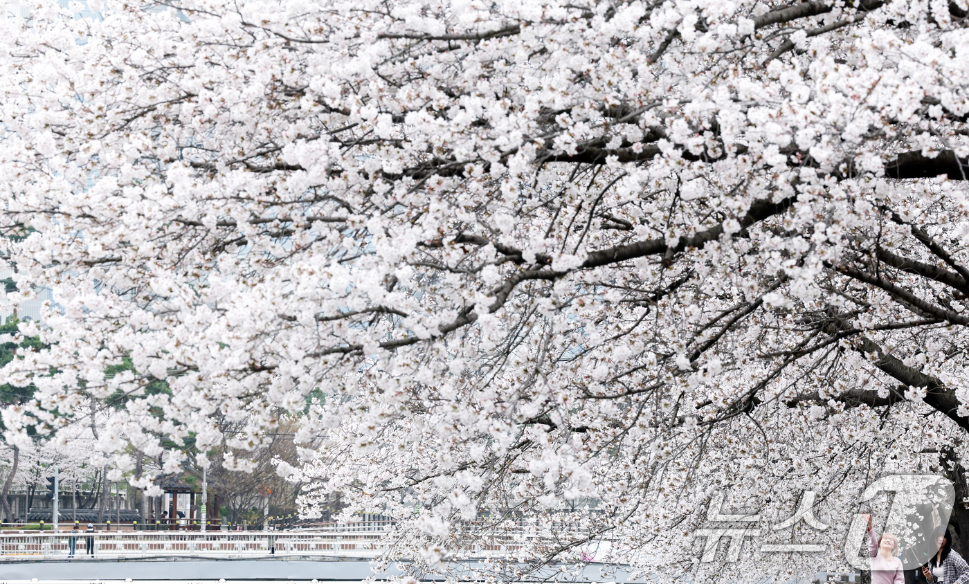 (대전=뉴스1) 김기태 기자 = 완연한 봄 날씨를 보인 1일 대전 동구 대동천변에 벚꽃이 만개해 있다.  2026.4.1/뉴스1