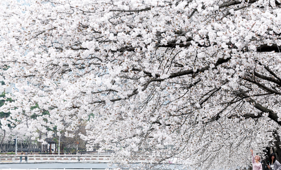 벚꽃의 계절