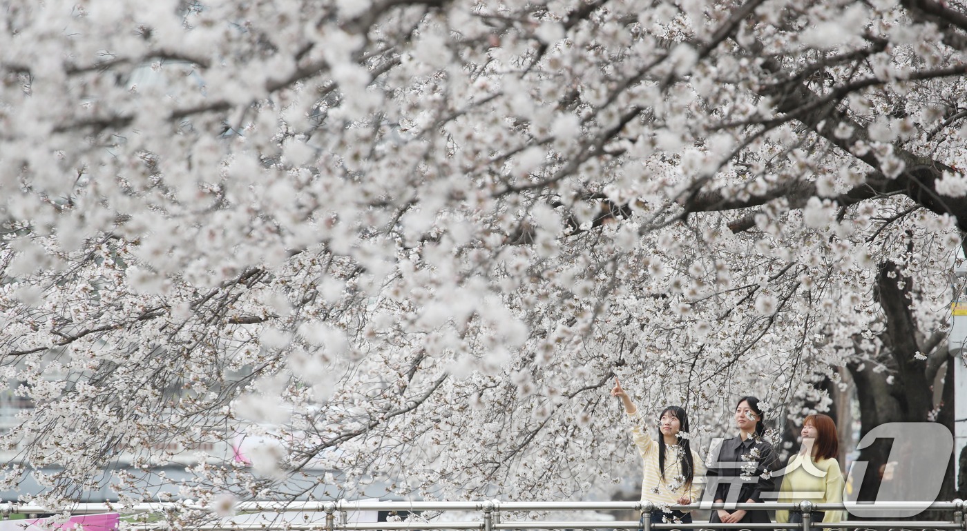 (대전=뉴스1) 김기태 기자 = 완연한 봄 날씨를 보인 1일 오전 대전 동구 신안동 대동천변에 벚꽃이 만개해 있다.  2026.4.1/뉴스1