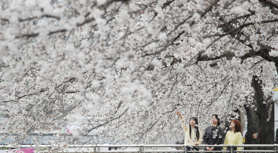 대동천에 만개한 벚꽃