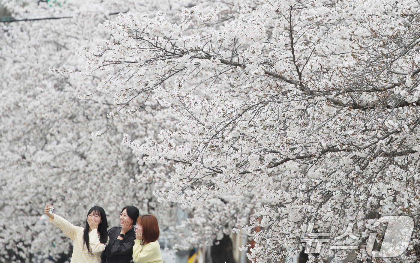 (대전=뉴스1) 김기태 기자 = 완연한 봄 날씨를 보인 1일 오전 대전 동구 신안동 대동천변에 벚꽃이 만개해 있다.  2026.4.1/뉴스1