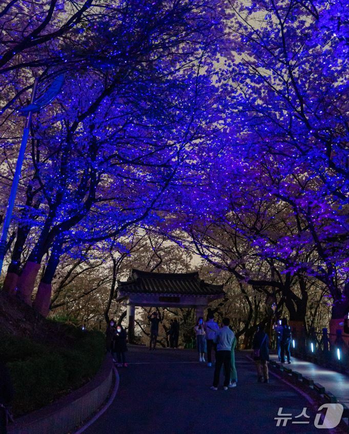 본문 이미지 - 야간 벚꽃이 일품인 수봉공원. (인천관광공사 제공.재판매 및 DB금지)