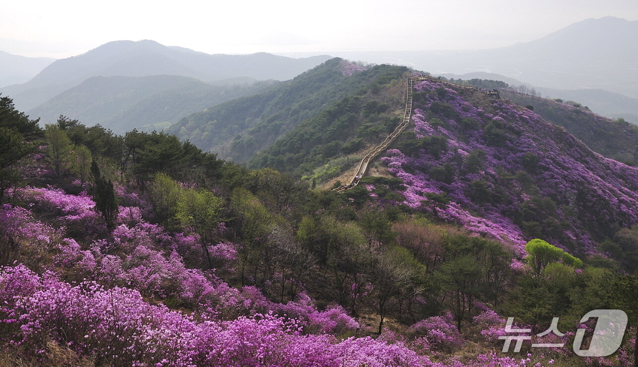 본문 이미지 - 고려산에 핀 진달래. (인천관광공사 제공.재판매 및 DB금지)