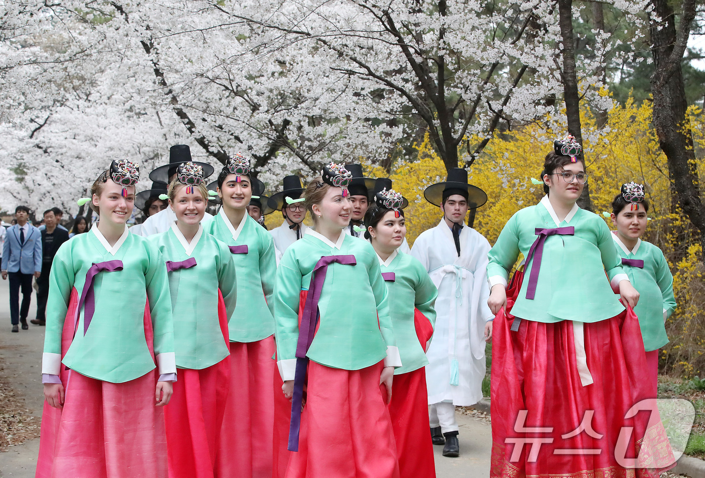 (경산=뉴스1) 공정식 기자 = 1일 오후 영남대 경산캠퍼스를 찾은 미국 고교생들이 한복을 곱게 차려입고 민속촌 벚꽃길을 걷고 있다. 학생들은 열흘간 한국에 머물며 전통 성년식인 …